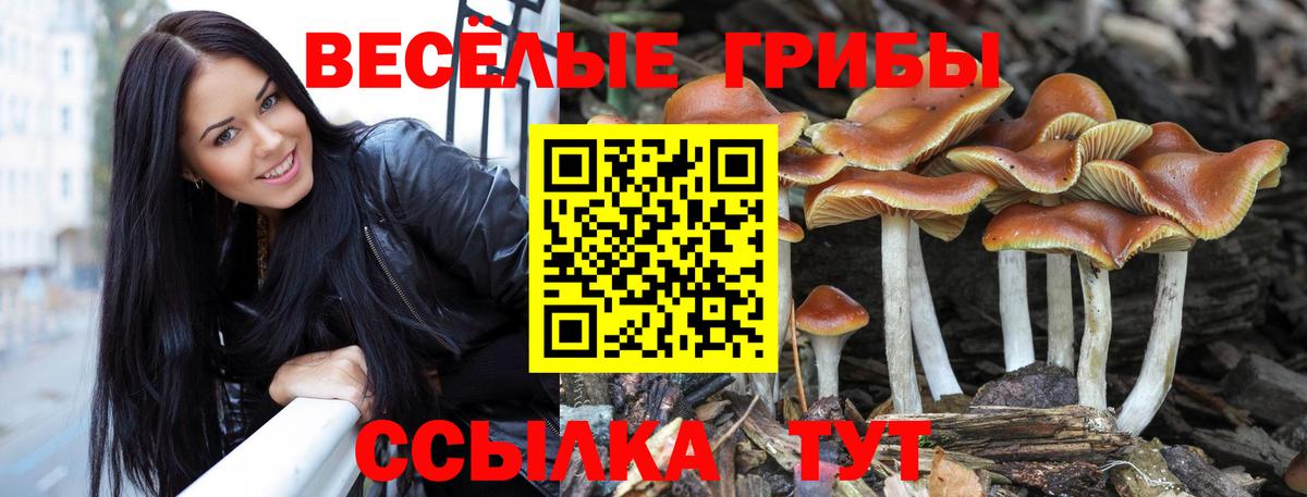 Псилоцибиновые грибы Cubensis Октябрьский